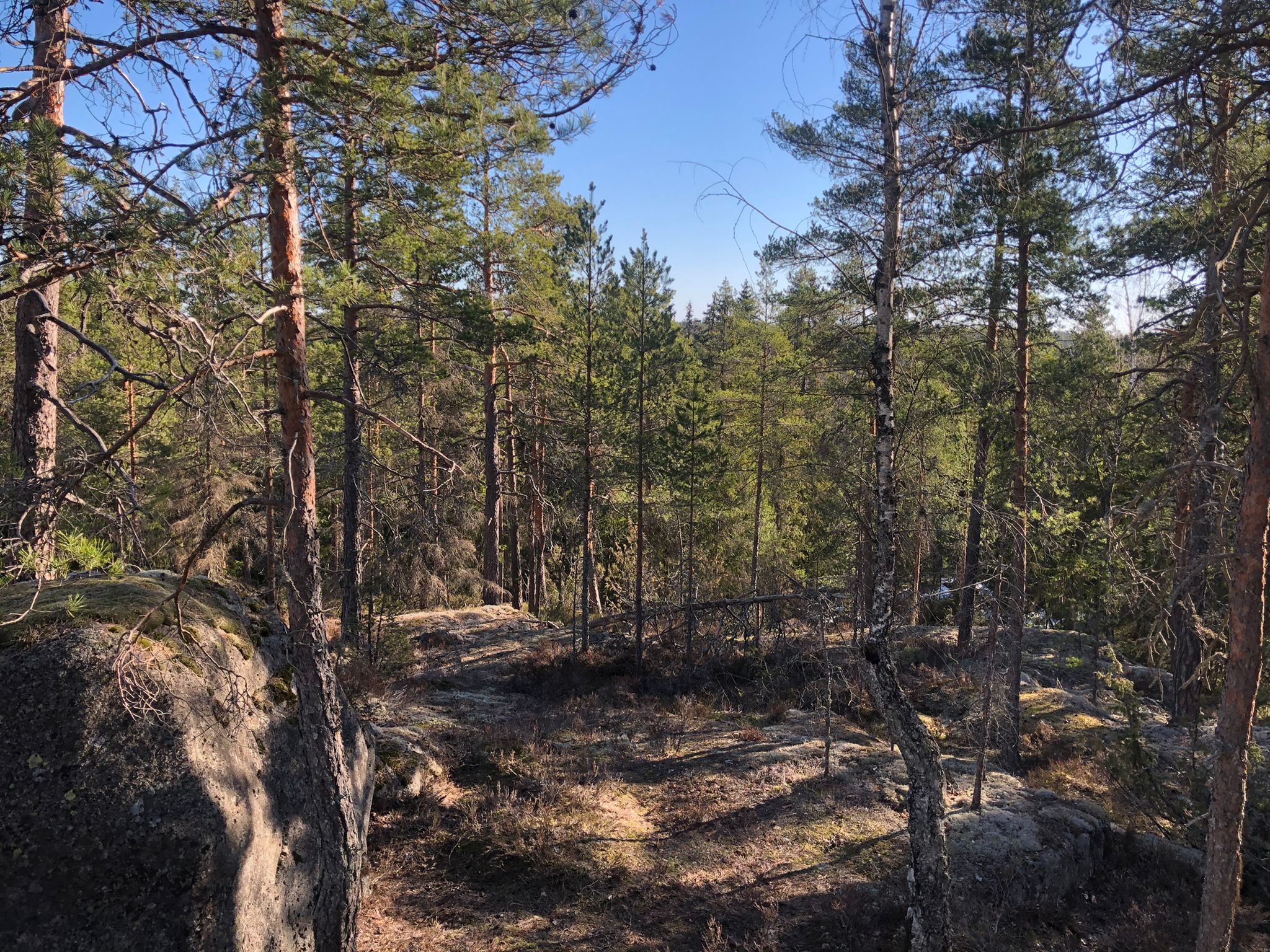 Loimulohen resepti ja muuta kevätaiheista